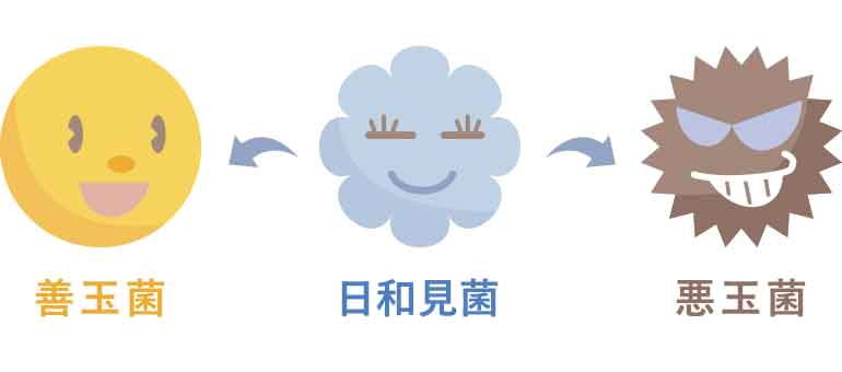 体の細菌は大まかに分けて3種類